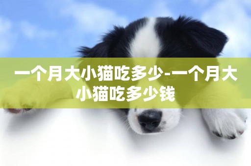 一個月大小貓吃多少-一個月大小貓吃多少錢