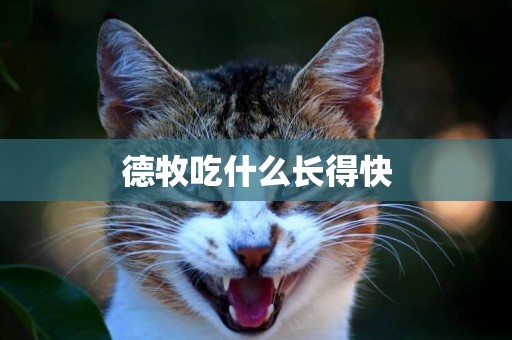 德牧吃什么長得快