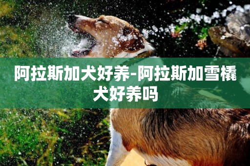 阿拉斯加犬好養-阿拉斯加雪橇犬好養嗎