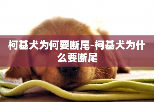 柯基犬為何要斷尾-柯基犬為什么要斷尾