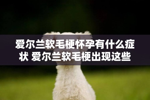 愛爾蘭軟毛梗懷孕有什么癥狀 愛爾蘭軟毛梗出現這些表現是