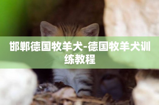 邯鄲德國牧羊犬-德國牧羊犬訓練教程