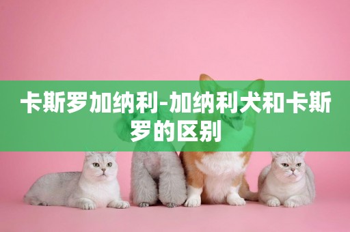 卡斯羅加納利-加納利犬和卡斯羅的區別