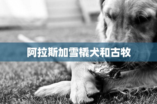 阿拉斯加雪橇犬和古牧
