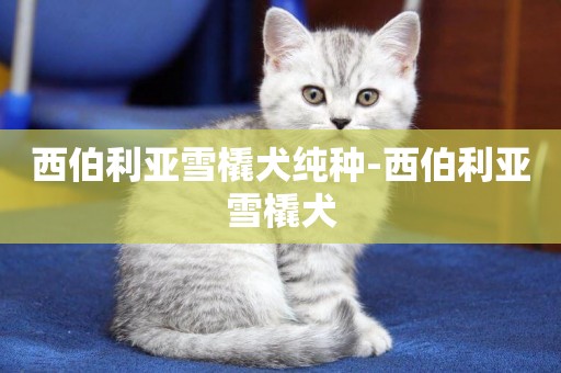 西伯利亞雪橇犬純種-西伯利亞雪橇犬