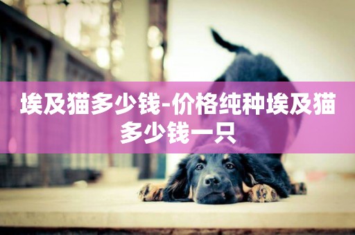 埃及貓多少錢-價格純種埃及貓多少錢一只