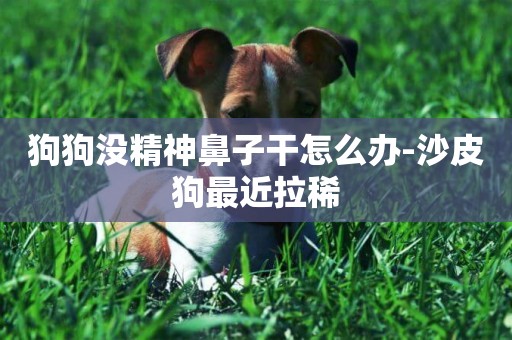狗狗沒精神鼻子干怎么辦-沙皮狗最近拉稀