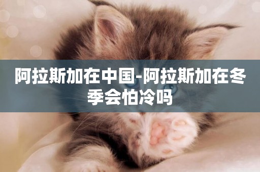 阿拉斯加在中國-阿拉斯加在冬季會怕冷嗎