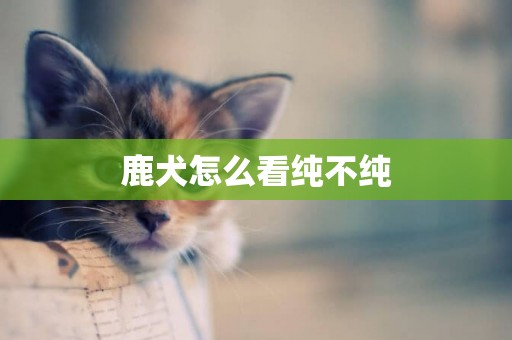 鹿犬怎么看純不純