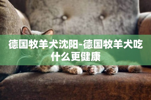 德國牧羊犬沈陽-德國牧羊犬吃什么更健康