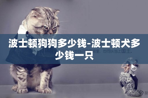 波士頓狗狗多少錢-波士頓犬多少錢一只
