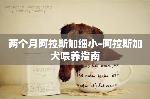 兩個月阿拉斯加細小-阿拉斯加犬喂養指南