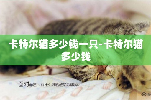 卡特爾貓多少錢一只-卡特爾貓多少錢