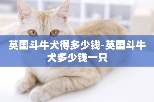 英國斗牛犬得多少錢-英國斗牛犬多少錢一只