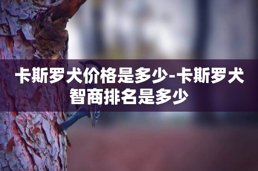 卡斯羅犬價格是多少-卡斯羅犬智商排名是多少