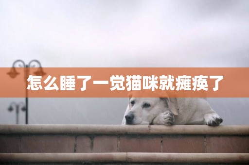 怎么睡了一覺貓咪就癱瘓了