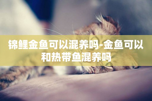 錦鯉金魚可以混養嗎-金魚可以和熱帶魚混養嗎