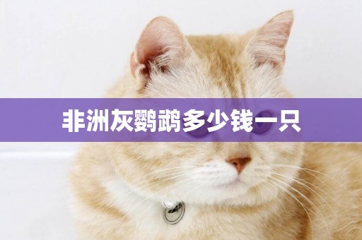 非洲灰鸚鵡多少錢一只