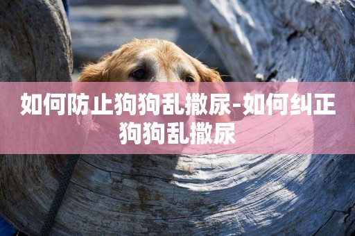 如何防止狗狗亂撒尿-如何糾正狗狗亂撒尿