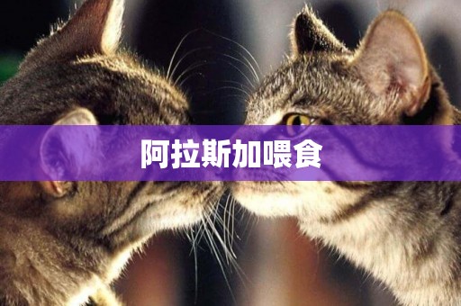 阿拉斯加喂食