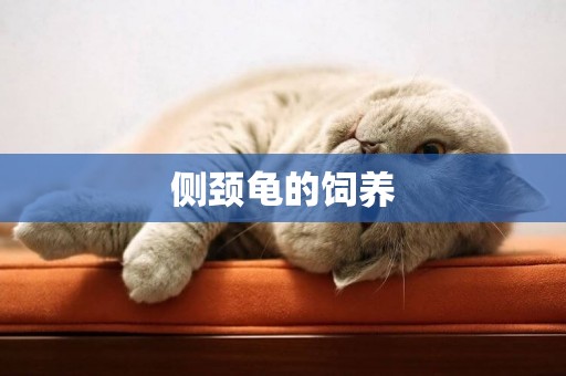 側頸龜的飼養