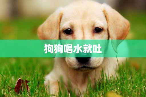 狗狗喝水就吐