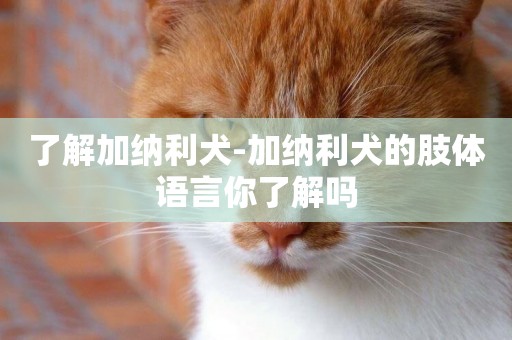 了解加納利犬-加納利犬的肢體語言你了解嗎