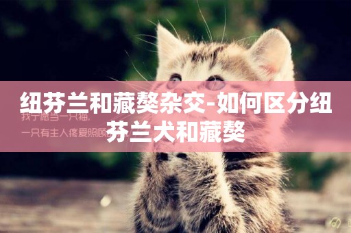 紐芬蘭和藏獒雜交-如何區分紐芬蘭犬和藏獒