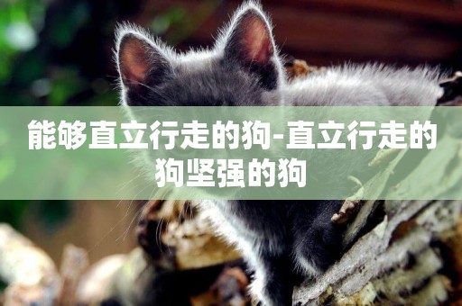 能夠直立行走的狗-直立行走的狗堅強的狗