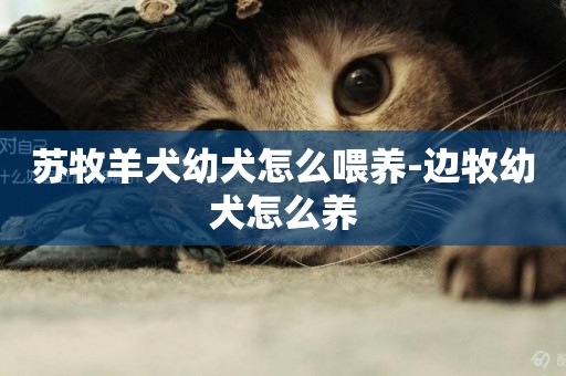 蘇牧羊犬幼犬怎么喂養-邊牧幼犬怎么養