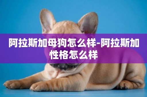 阿拉斯加母狗怎么樣-阿拉斯加性格怎么樣