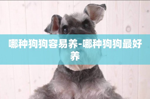 哪種狗狗容易養-哪種狗狗最好養