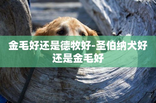 金毛好還是德牧好-圣伯納犬好還是金毛好