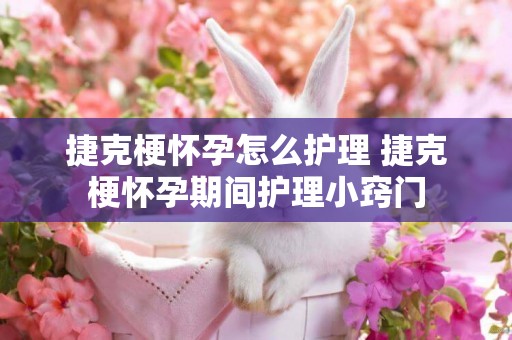 捷克梗懷孕怎么護理 捷克梗懷孕期間護理小竅門