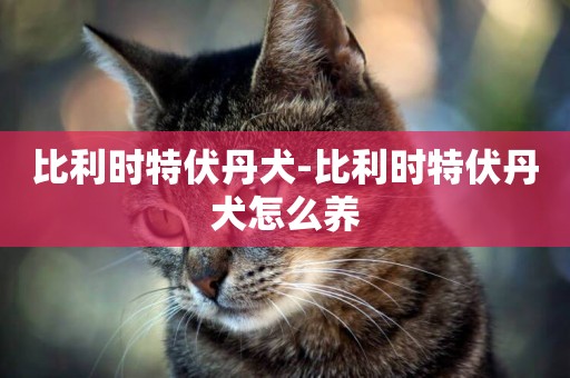 比利時特伏丹犬-比利時特伏丹犬怎么養