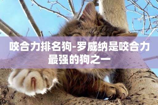 咬合力排名狗-羅威納是咬合力最強的狗之一