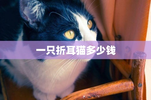 一只折耳貓多少錢