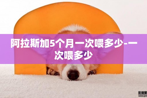 阿拉斯加5個月一次喂多少-一次喂多少