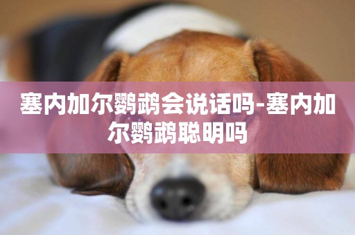 塞內加爾鸚鵡會說話嗎-塞內加爾鸚鵡聰明嗎