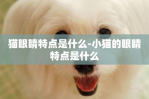 貓眼睛特點是什么-小貓的眼睛特點是什么