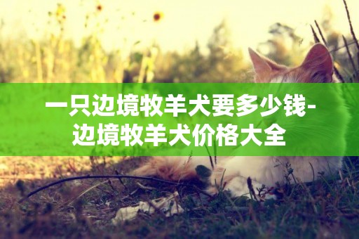 一只邊境牧羊犬要多少錢-邊境牧羊犬價格大全