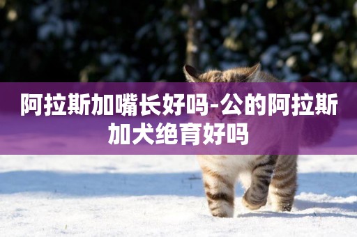 阿拉斯加嘴長好嗎-公的阿拉斯加犬絕育好嗎