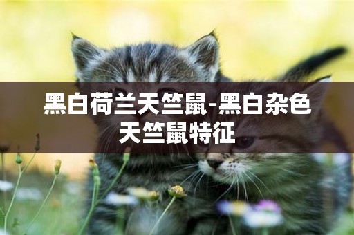 黑白荷蘭天竺鼠-黑白雜色天竺鼠特征