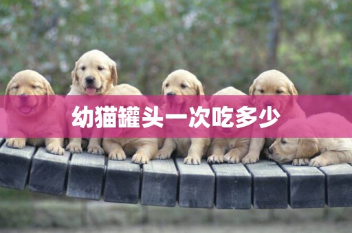 幼貓罐頭一次吃多少