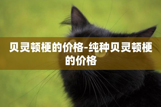 貝靈頓梗的價格-純種貝靈頓梗的價格