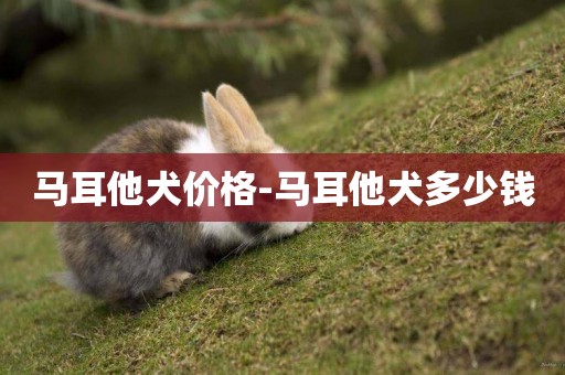 馬耳他犬價格-馬耳他犬多少錢