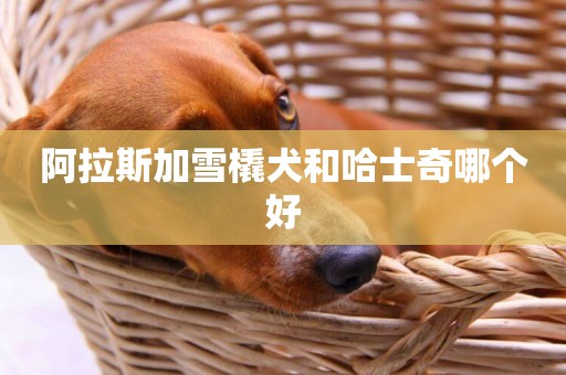 阿拉斯加雪橇犬和哈士奇哪個好