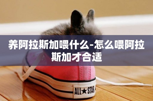 養阿拉斯加喂什么-怎么喂阿拉斯加才合適