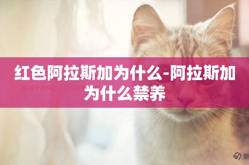 紅色阿拉斯加為什么-阿拉斯加為什么禁養