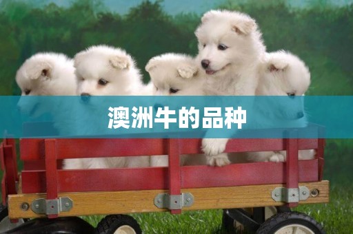 澳洲牛的品種